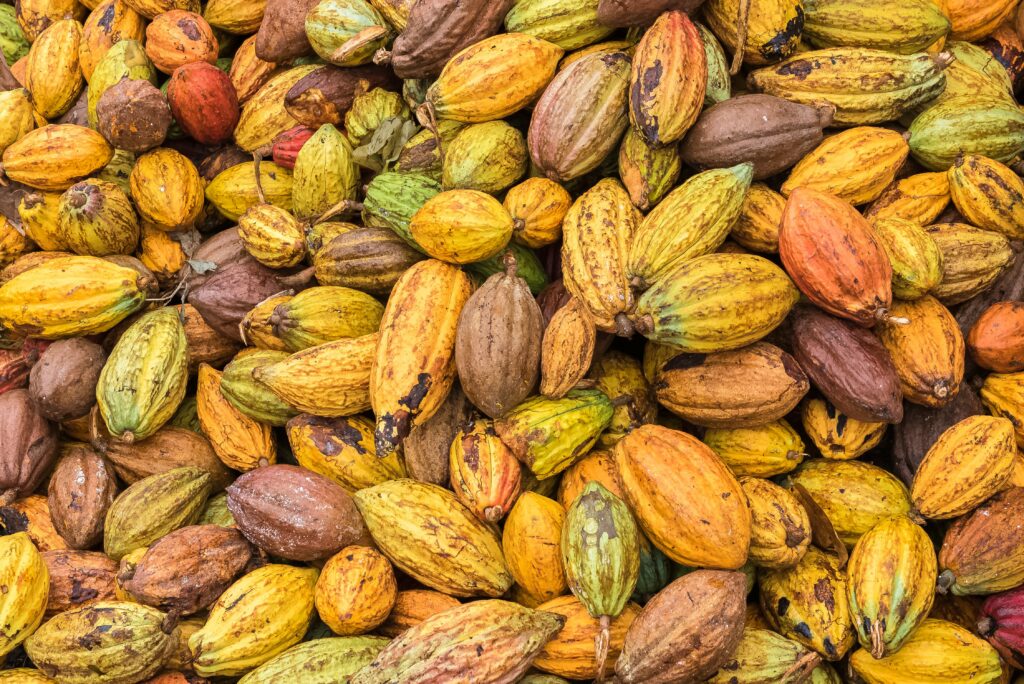 recolte cacao sao tome principe