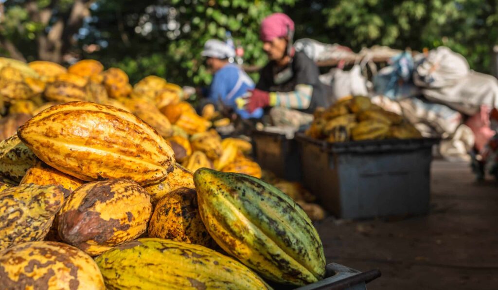 Fresh,Cocoa,Pods,In,Cocoa,Factory