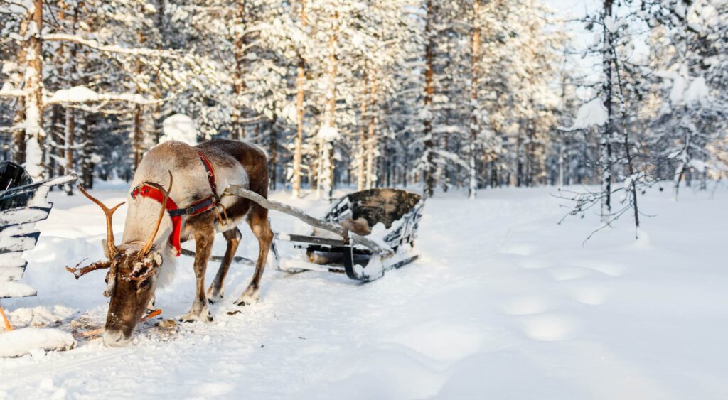 Reindeer,In,A,Winter,Forest,In,Finnish,Lapland