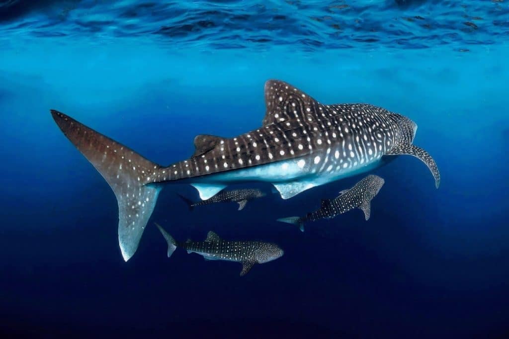 Gorgeous,Giant,Whale,Shark,Mom,With,Her,Little,Cubs,Swimming
