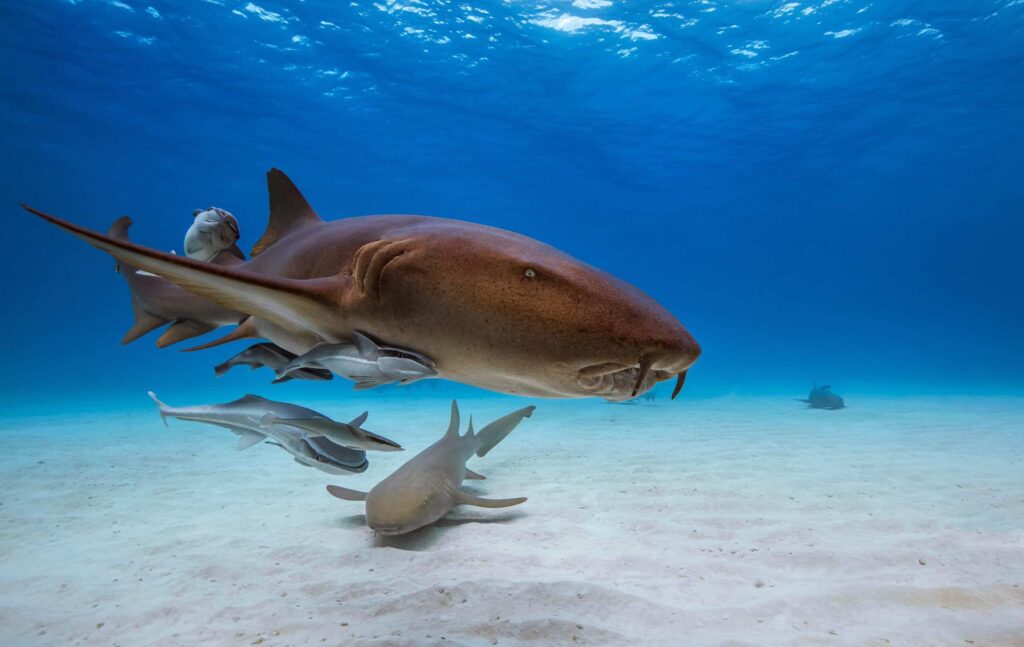 requin nourrice little corn island nicaragua