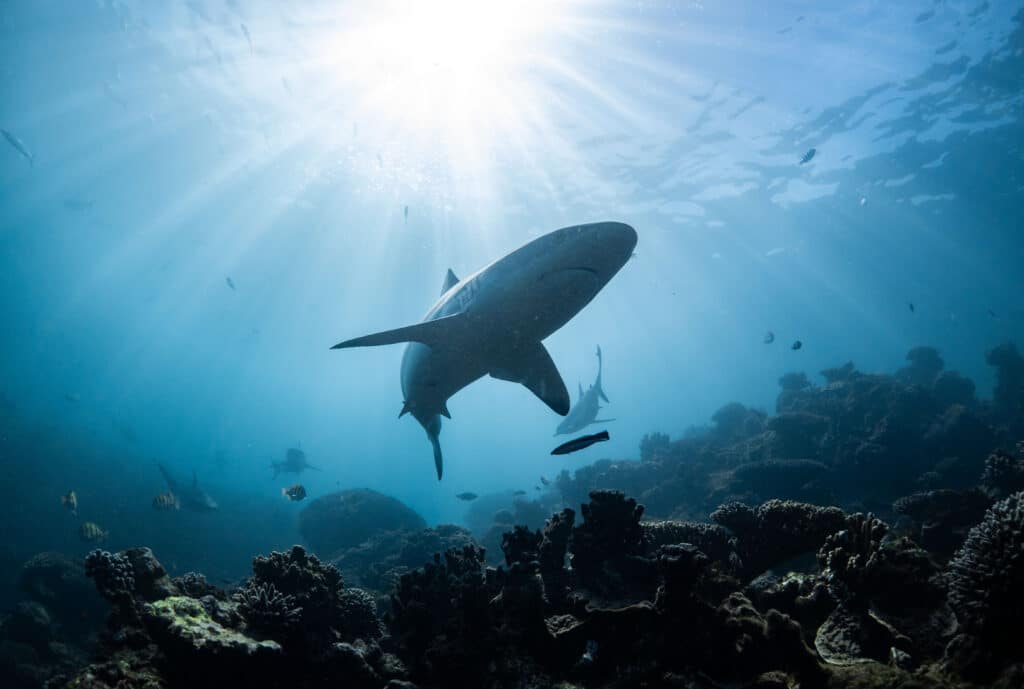 Grey,Reef,Shark,Silhouette,Against,Lightrays,,Ningaloo,Reef,,Western,Australia