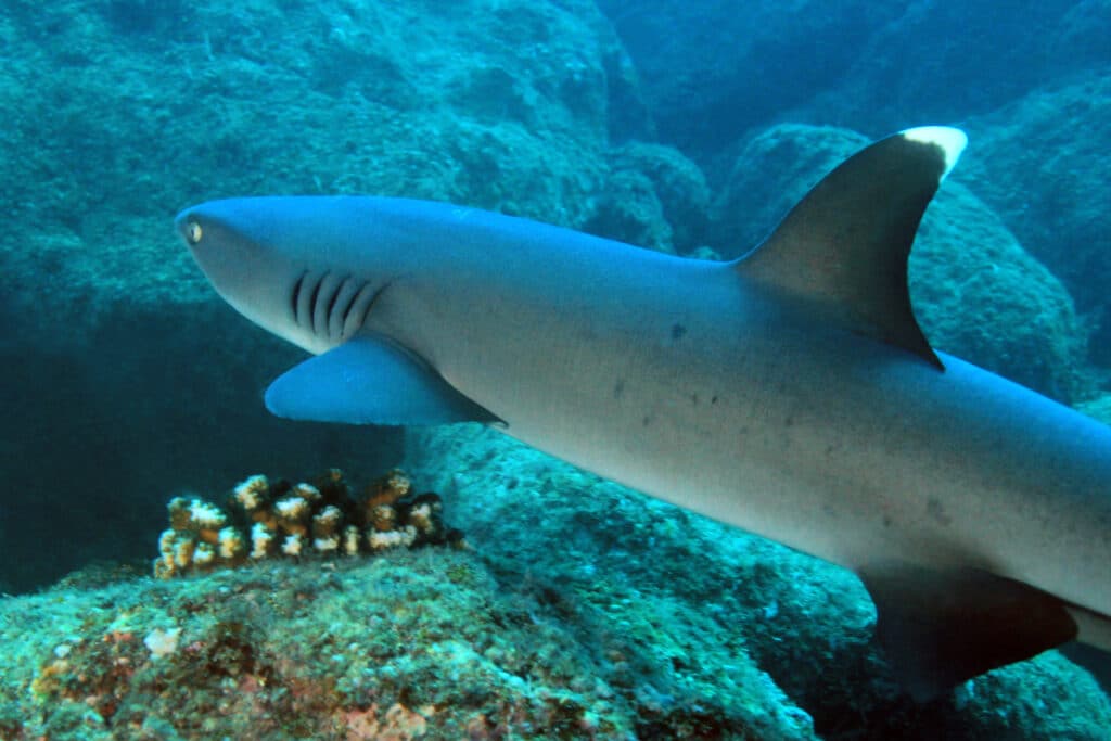 Whitetip,Reef,Shark,(triaenodon,Obesus),Swimming,Over,Reef.,Coiba,,Panama