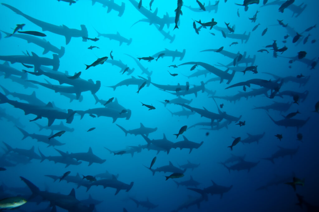 School,Of,Hammerhead,In,The,Blue,,Galapagos