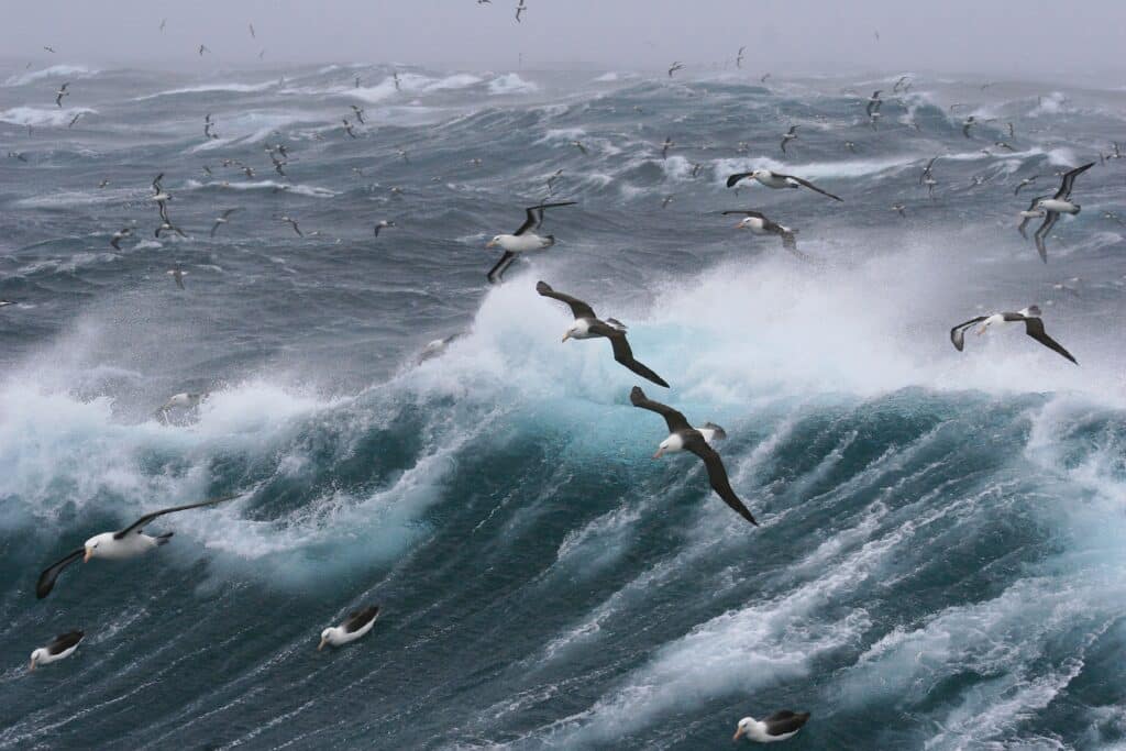 réserve biosphère atlantique albatros Uruguay
