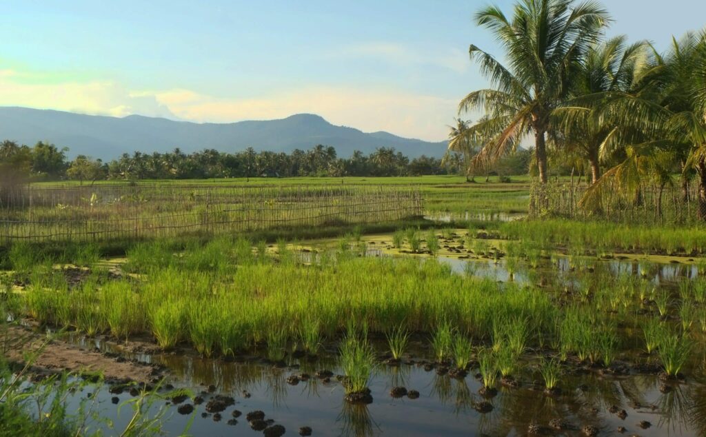 rizière campagne Fish Island Kampot cambodge