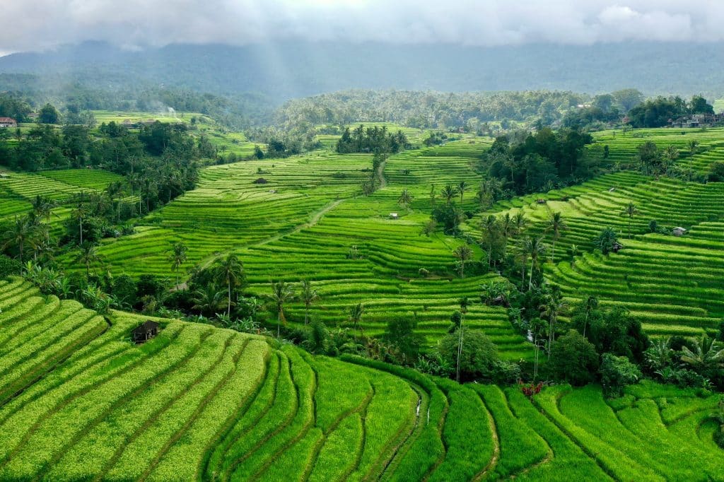 rizières de Bali Indonésie