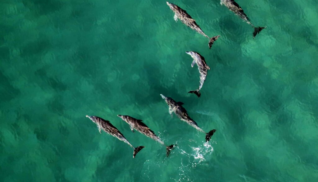safari aérien dauphins Mozambique