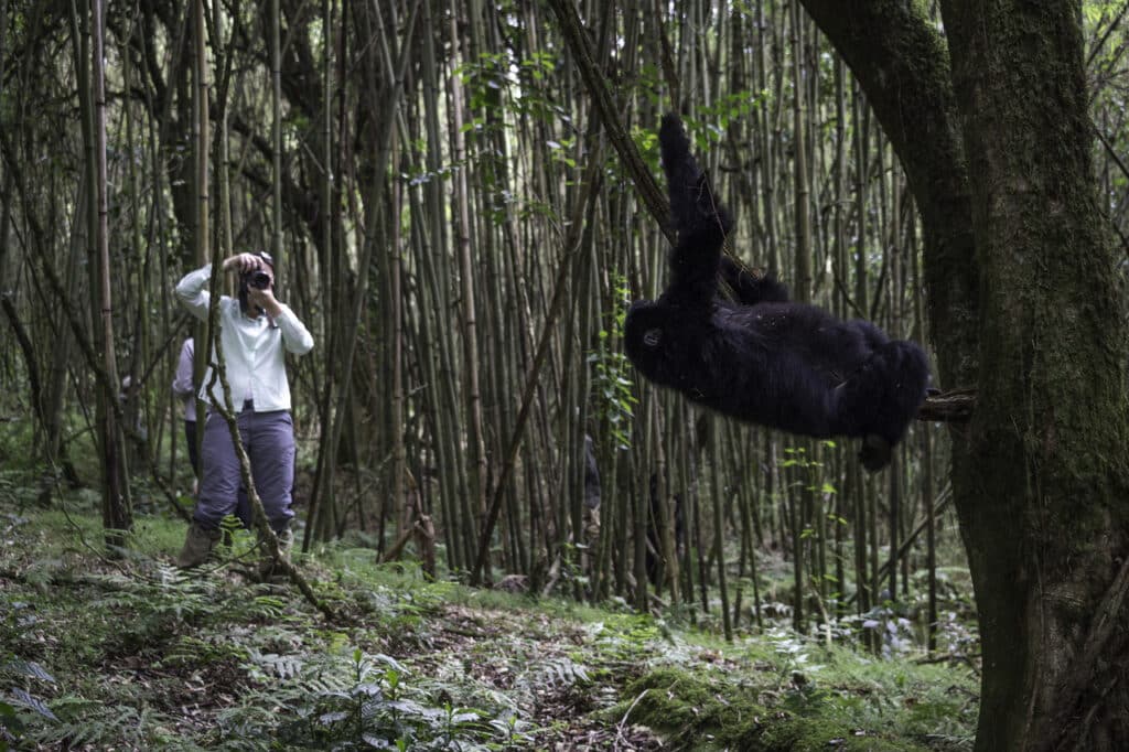 Personne photographiant un gorille des montagnes au Rwanda.