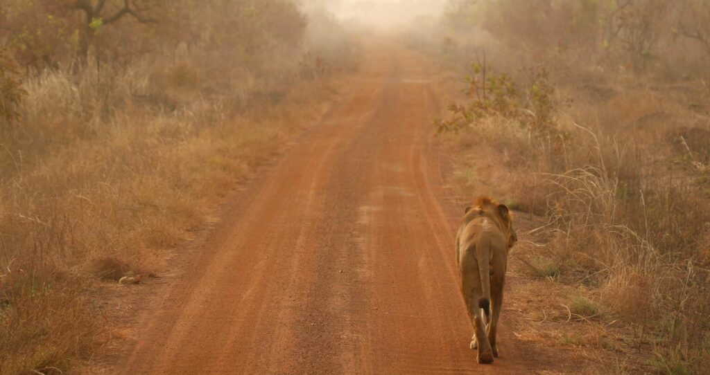 Lion solitaire observé lors d'un safari dans le parc de la Pendjari au Benin.