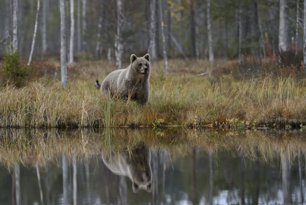 Brown,Bear, ,Ursus,Arctos,,Finland