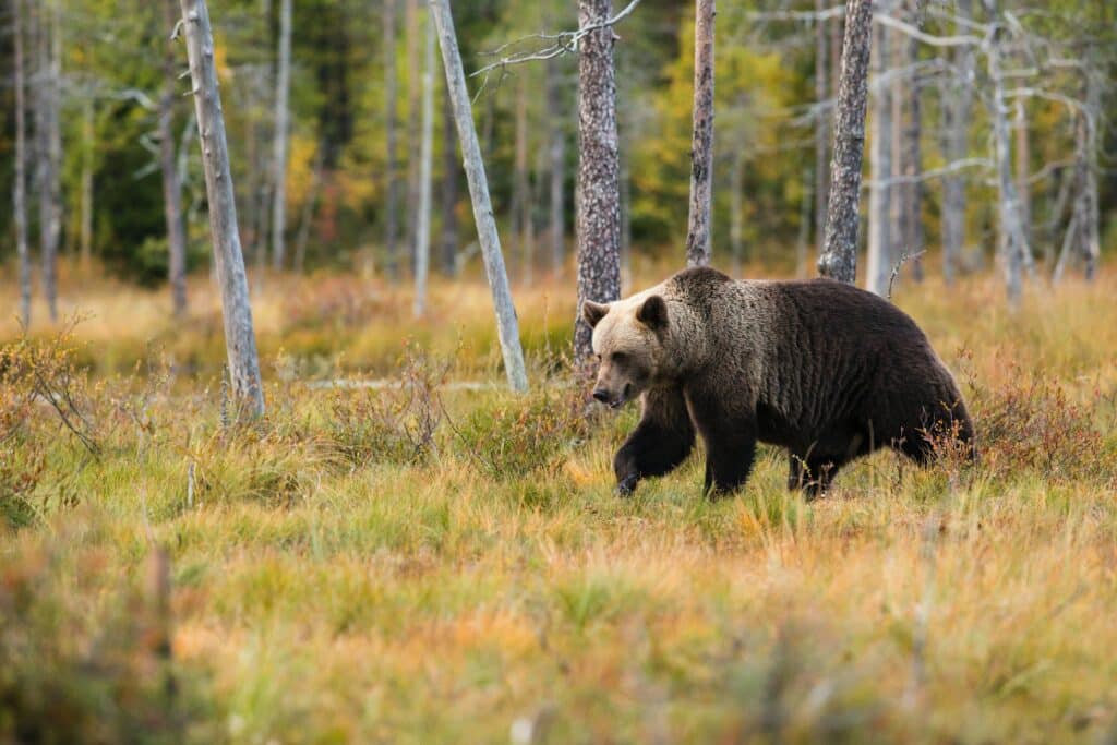 safari ours parc national foret finandaise