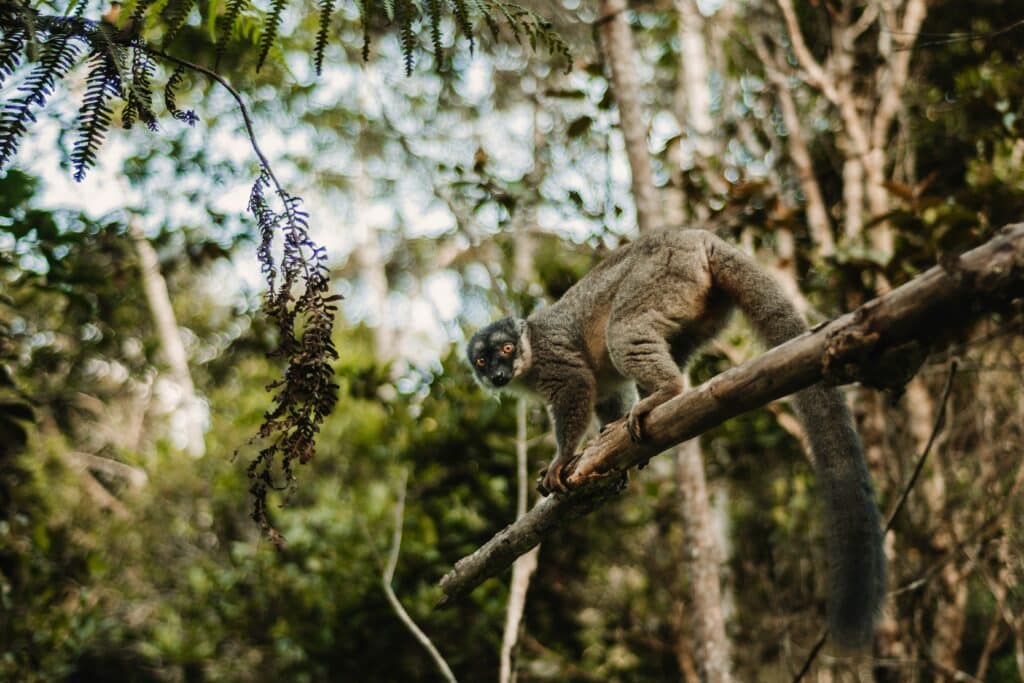 safari primate lémurien parc national Isalo