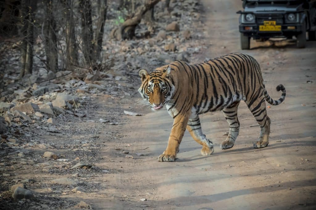 safari tigre 4x4 parc national ranthambore inde du nord