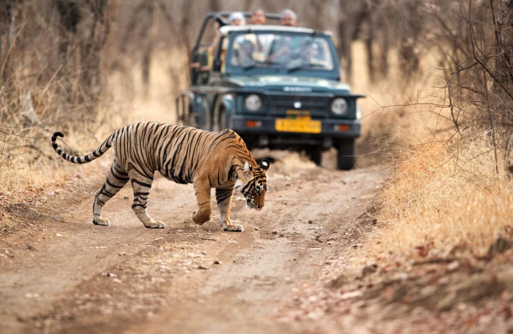 Ranthambore,,India april,30:,Tourist,On,Safari,Jeep,Watching,Tiger,Crossing