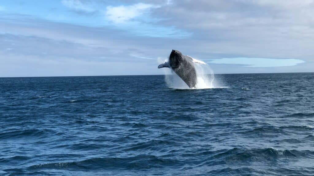 saut baleine à bosse océan Pacifique Isla de la Plata Equateur