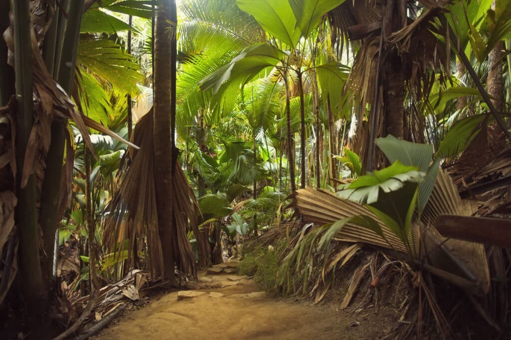 Seychelles,,Praslin,,Nature,Reserve,Vallee,De,Mai.