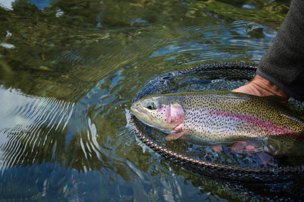 Fisherman,Picking,Up,Big,Rainbow,Trout,From,His,Fishing,Net