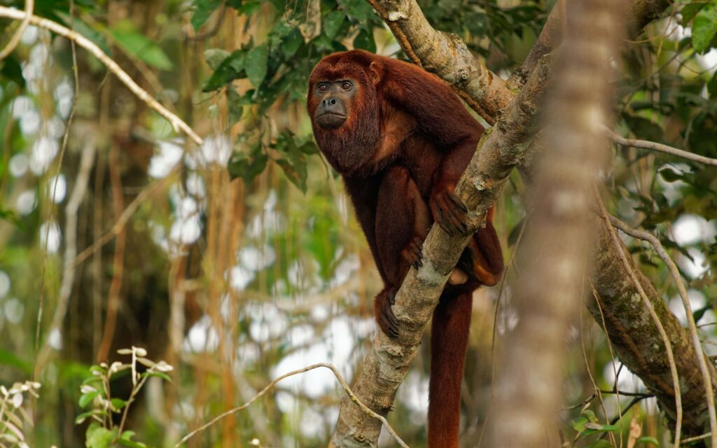 Singe hurleur dans la forêt amazonienne de Bolivie.