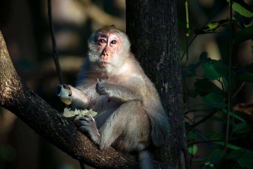 Macaque,Close up,In,Its,Natural,Habitat.,Monkeys,From,Southeast,Asia.