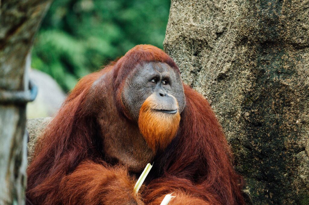 singe orang outang endemique borneo malaisie