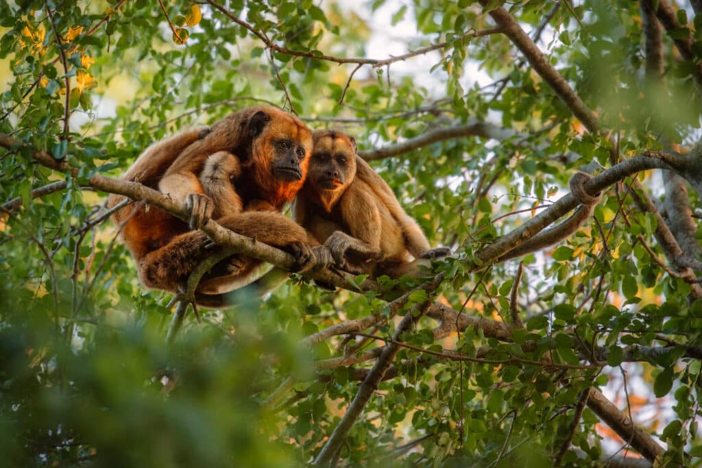 Howler,Monkeys,Really,High,On,A,Giant,Tree,In,Brazilian
