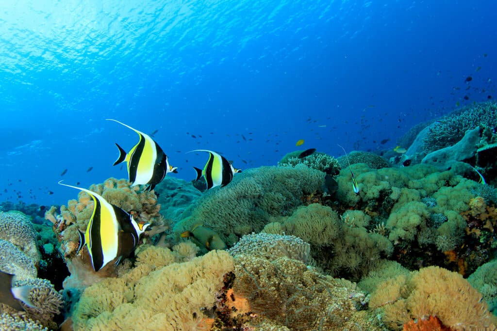 Moorish,Idol,Fish,On,Coral,Reef,Underwater