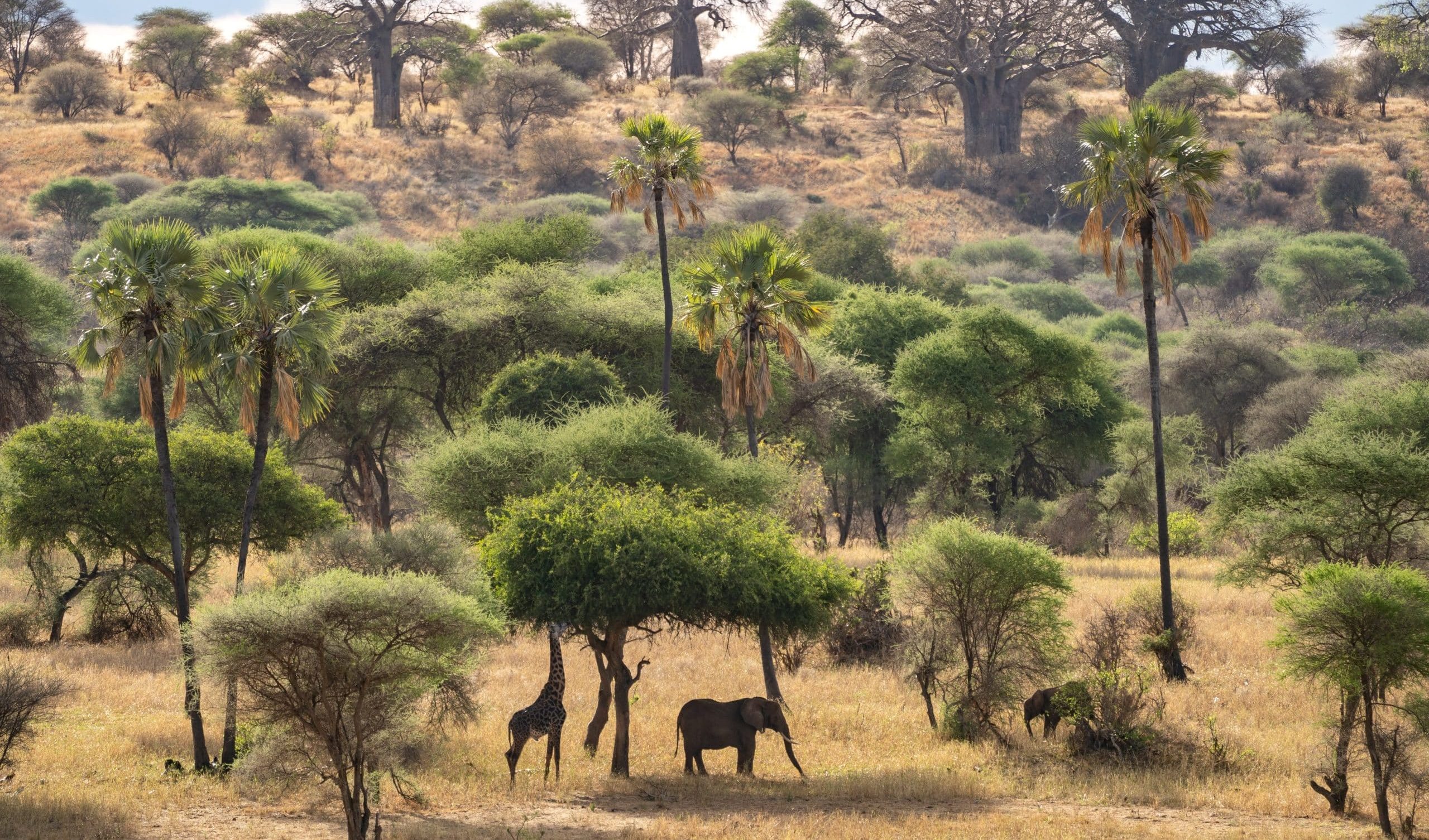 tarangire forêt baobab girafes éléphants