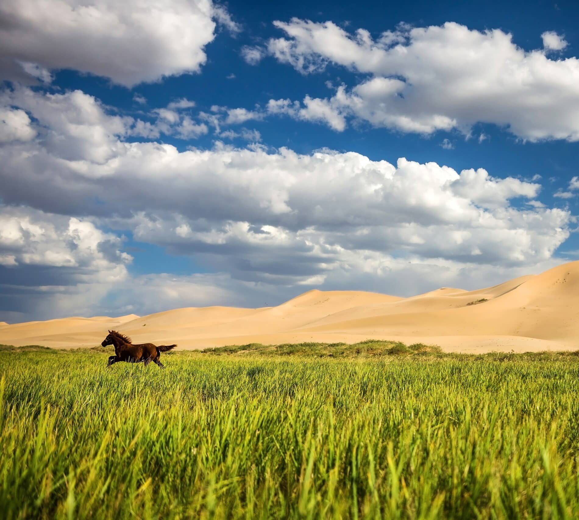 Cheval gambadant dans les prairies du désert de Gobi.