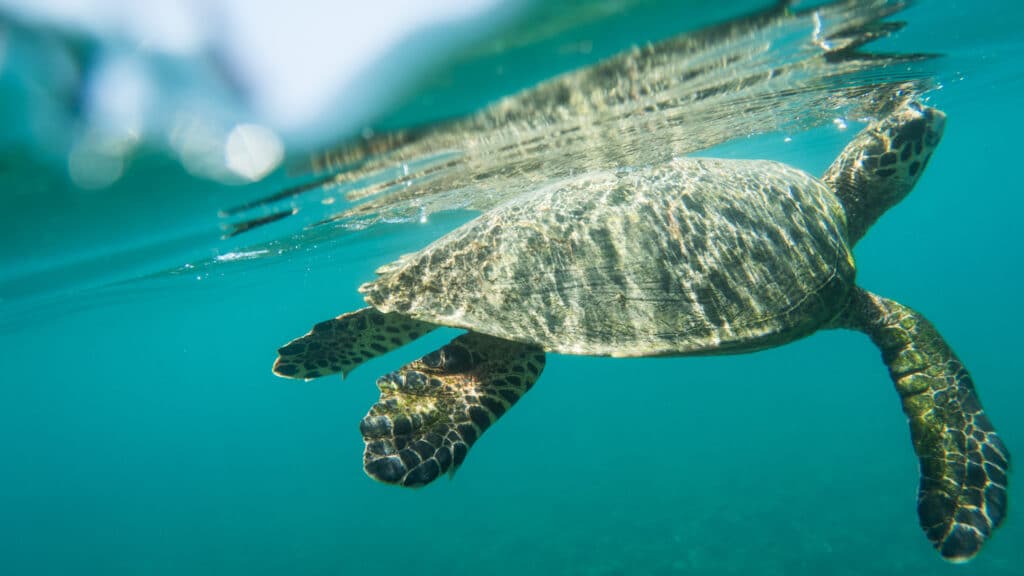 Hawksbill,Turtle,Directly,Under,The,Surface,Of,The,Water