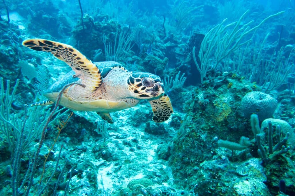 tortue de mer plongee sous marine honduras barriere corail caraibes