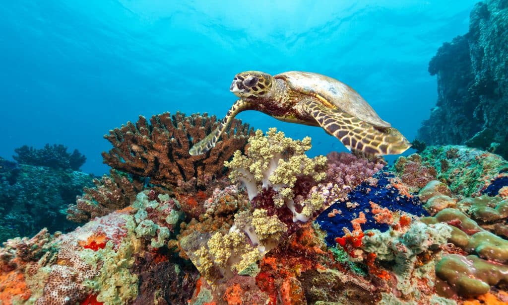 Sea,Turtles,Are,Ancient,,Graceful,Marine,Reptiles,Known,For,Their