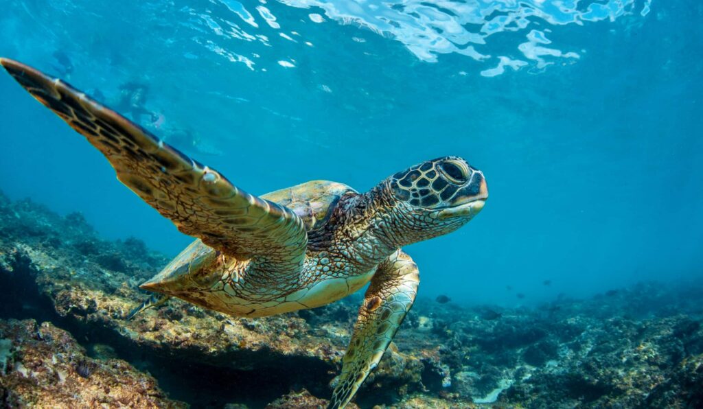 Underwater,Marine,Wildlife,Postcard.,A,Turtle,Sitting,At,Corals,Under