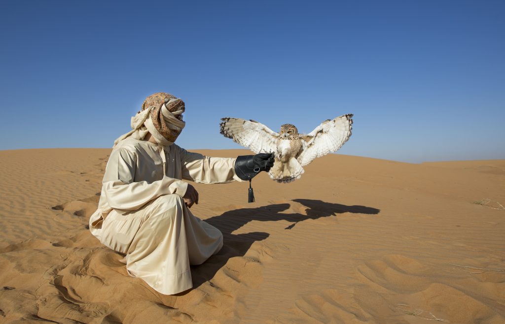 Falconer,Training,A,Desert,Owl,(strix,Adorami),In,A,Desert