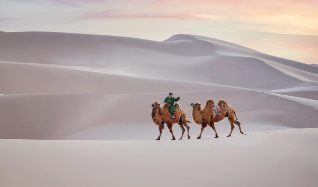 Camel,Going,Through,The,Sand,Dunes,On,Sunrise,,Gobi,Desert