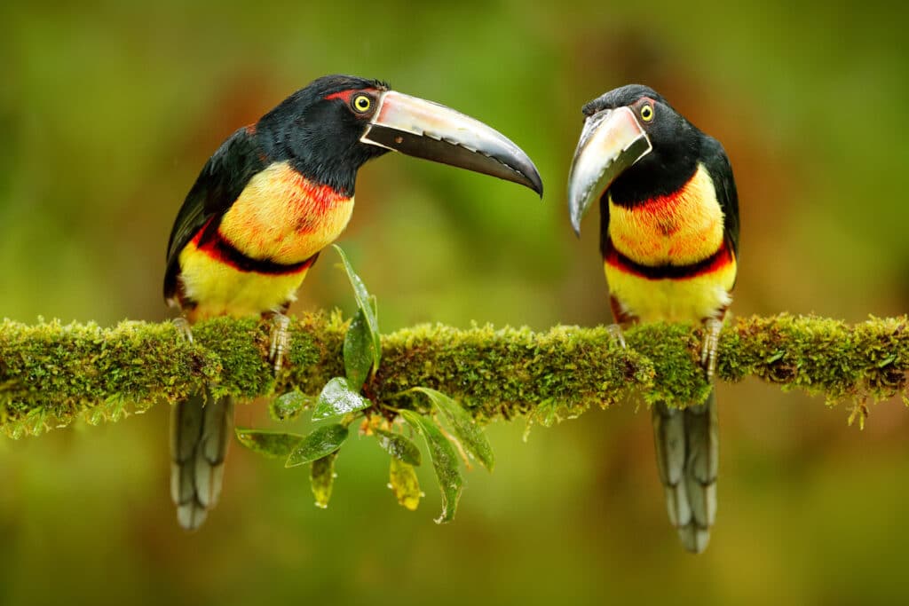 Two,Small,Toucan,Collared,Aracari,,Pteroglossus,Torquatus,,Bird,Pair,With