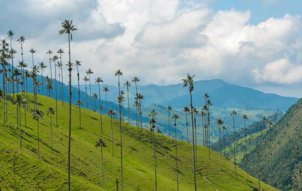Wax,Palm,Trees,Of,Cocora,Valley,,Colombia