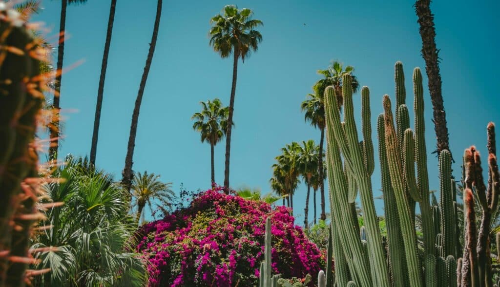 végétaux fleurs cactus jardin villa majorelle