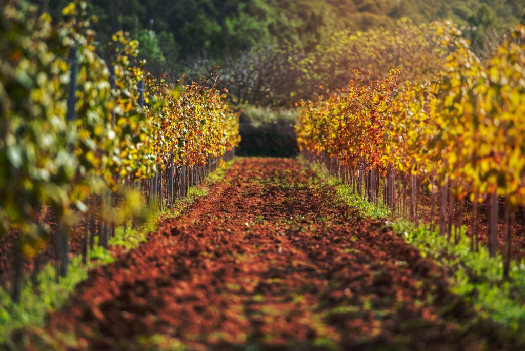 Vineyard,,Sant,Mateu,De,La,Albarca,In,Ibiza,,Islas,Baleares,