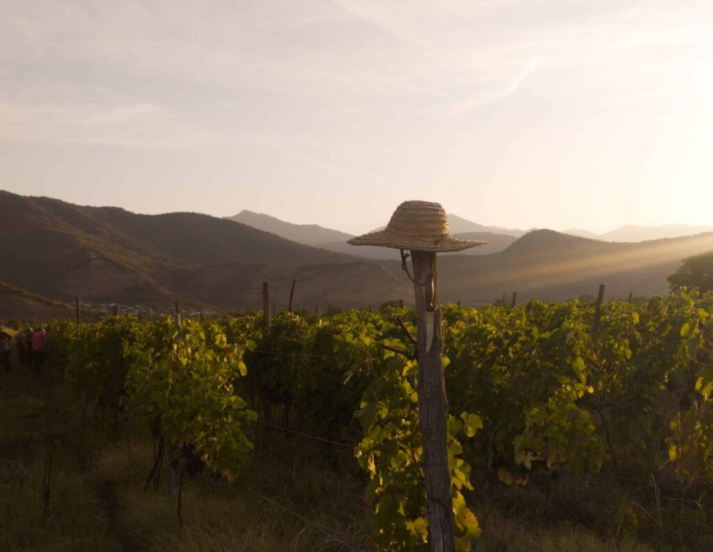 vignoble montagne Shakriani Géorgie