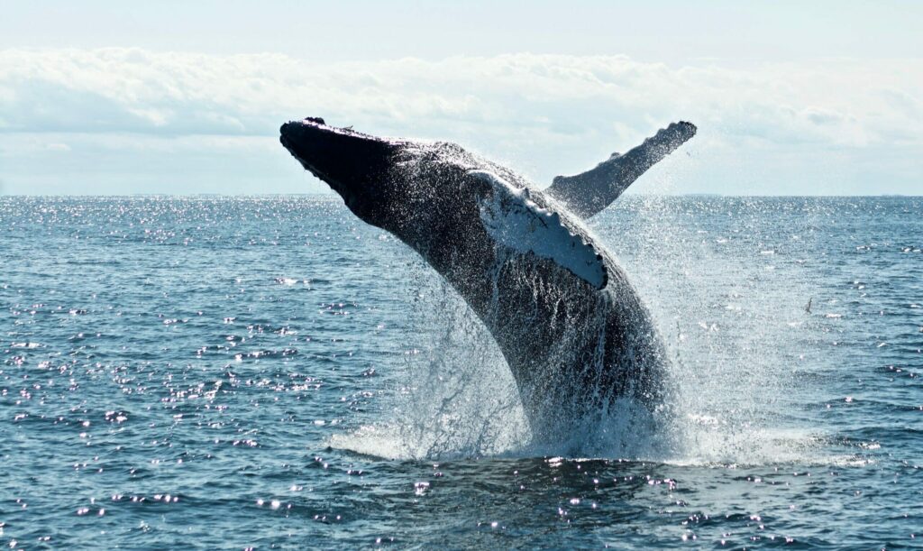 observaton baleines reserve maputo mozambique