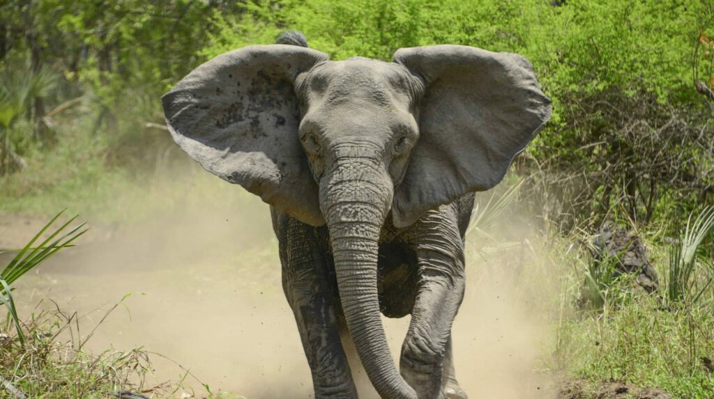 Angry,Elephant