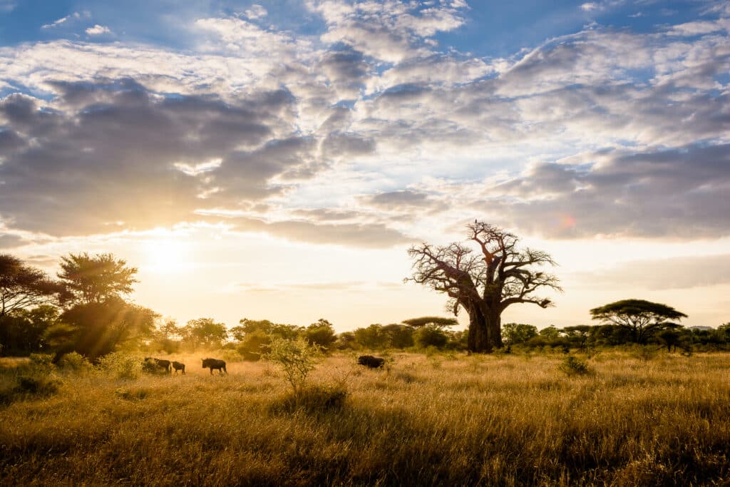 Afrique  Tanzanie   Parc National du Serengeti