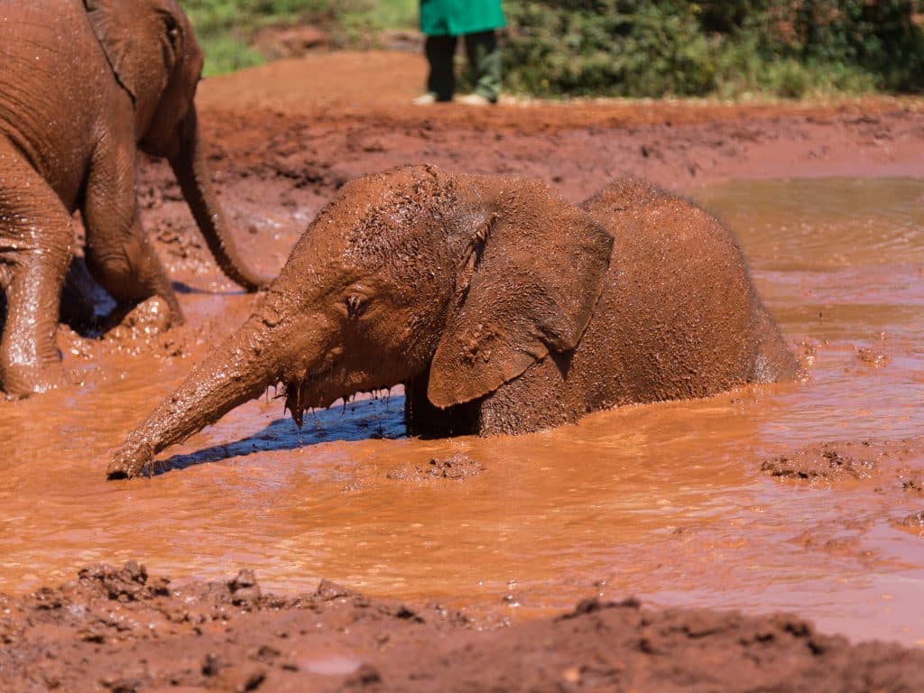A,Baby,Elephant,Playing,And,Bathing,In,A,Mud,Hole.