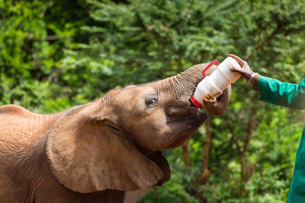 Feeding,Time,For,A,Baby,Elephant,In,The,Elephant,Orphange