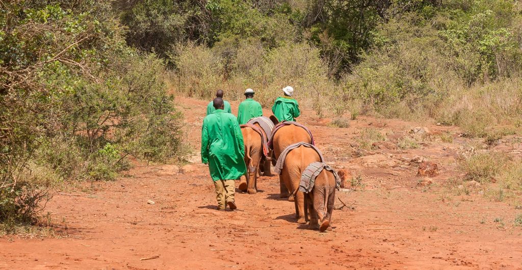 Baby,Elephants,Come,Away,With,Keepers,Of,David,Sheldrick,Orphanage