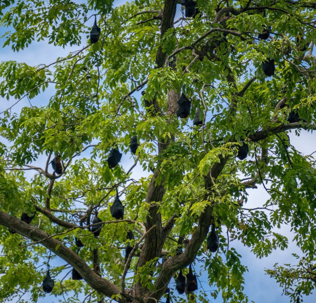 The,Large,Colony,Of,Flying,Foxes,,Fruit,Bats,,Or,Mega bats