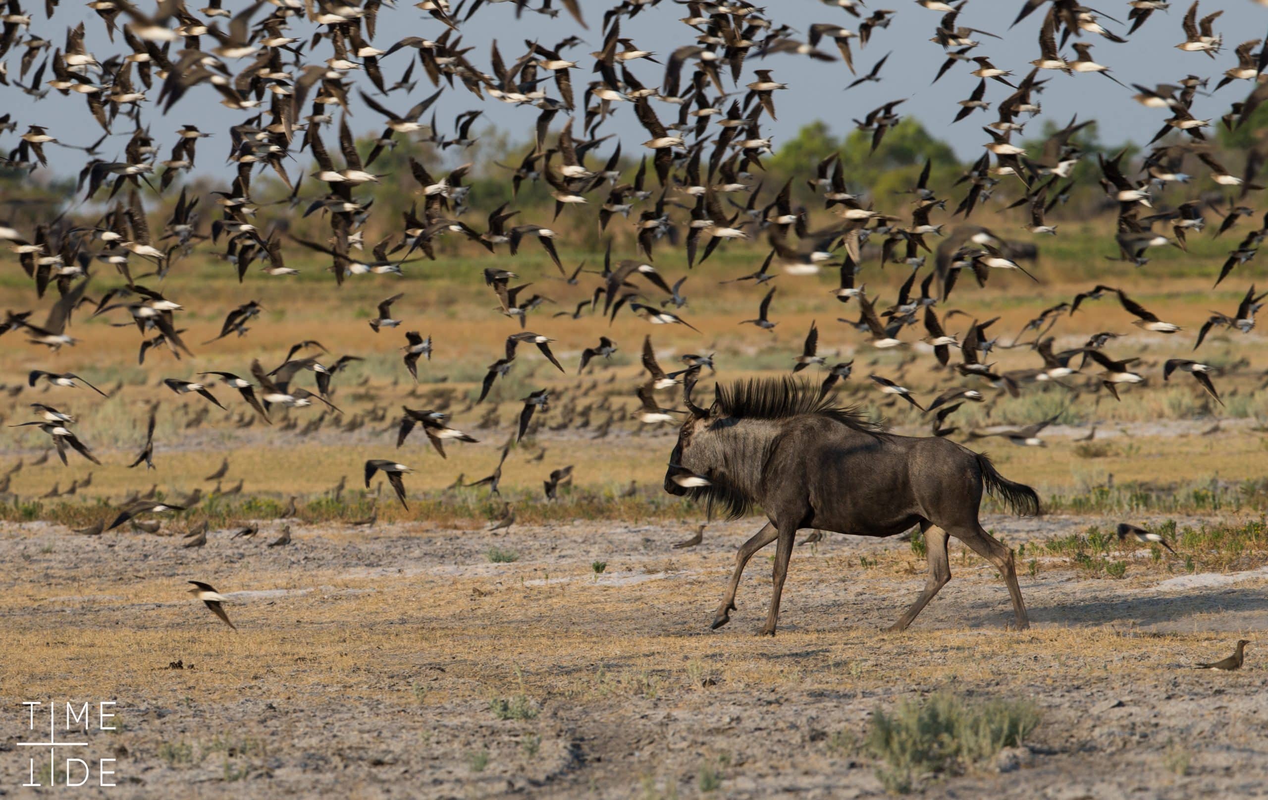 Chongwe Zambia gnou oiseaux safari liuwa plains zambie