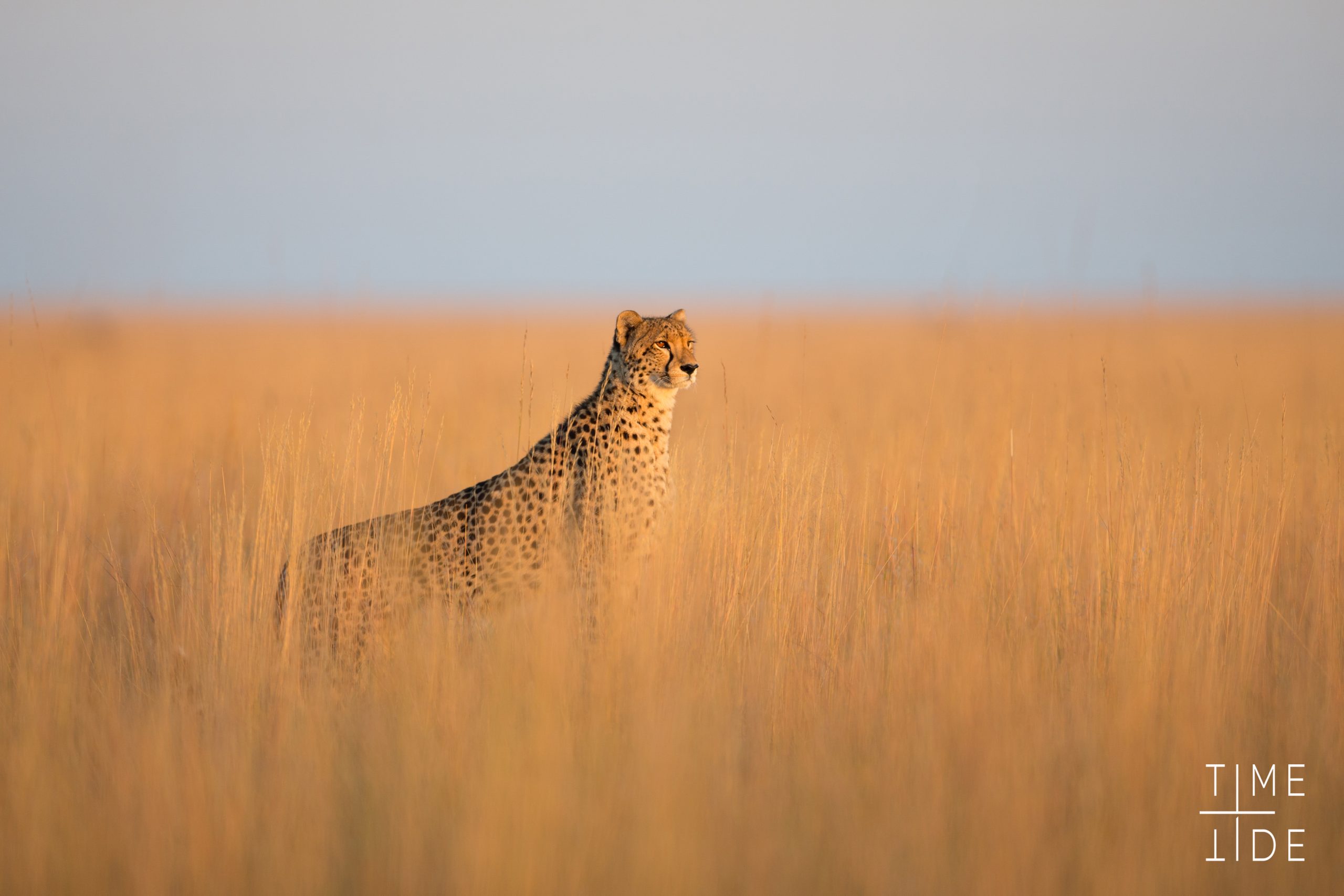Chongwe Zambia guepard savane liuwa plains zambie