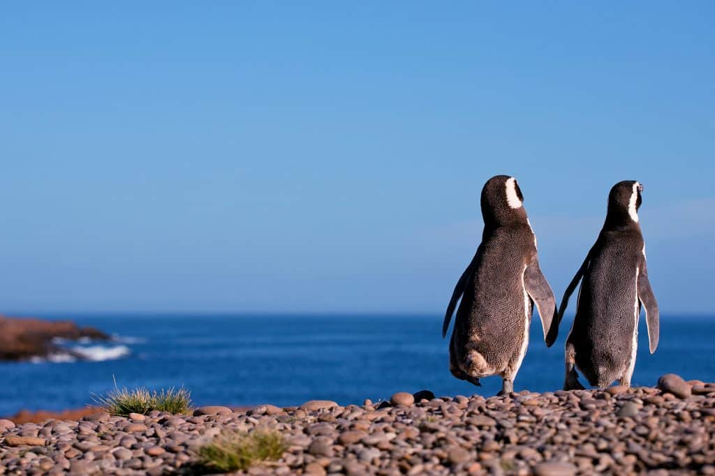 Magellanic,Penguin,,Argentina,,Patagonia